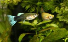 Photo de deux femelles