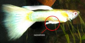 Gonopode d'un male albinos