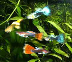 Photo d'un groupe de mles