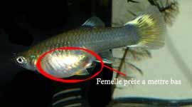 Femelle prte  accoucher